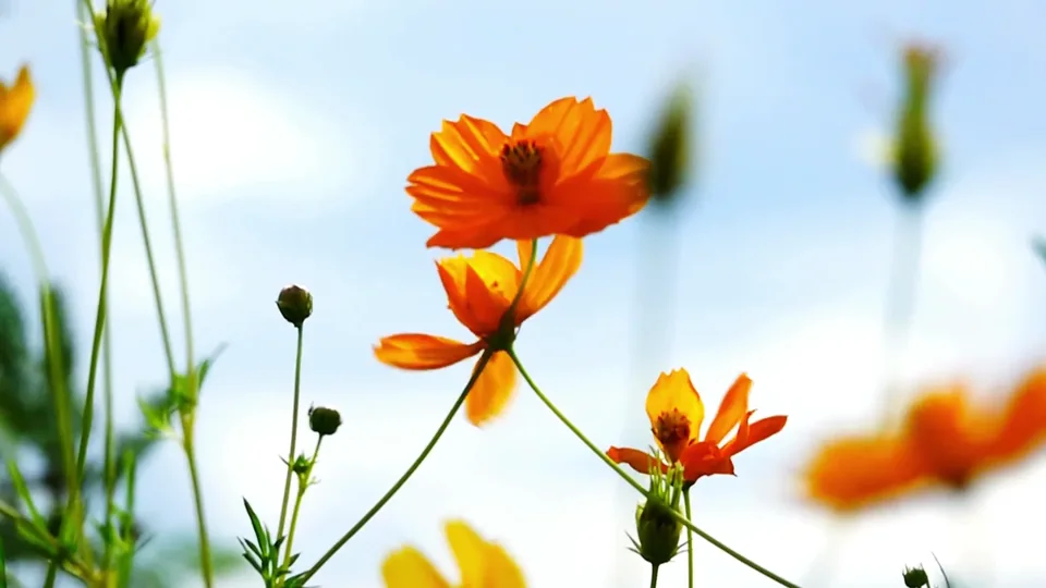 Orange flowers growing in the Gadkhali floriculture region