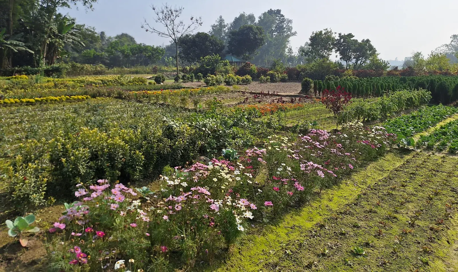 Working production landscape in rural Bangladesh
