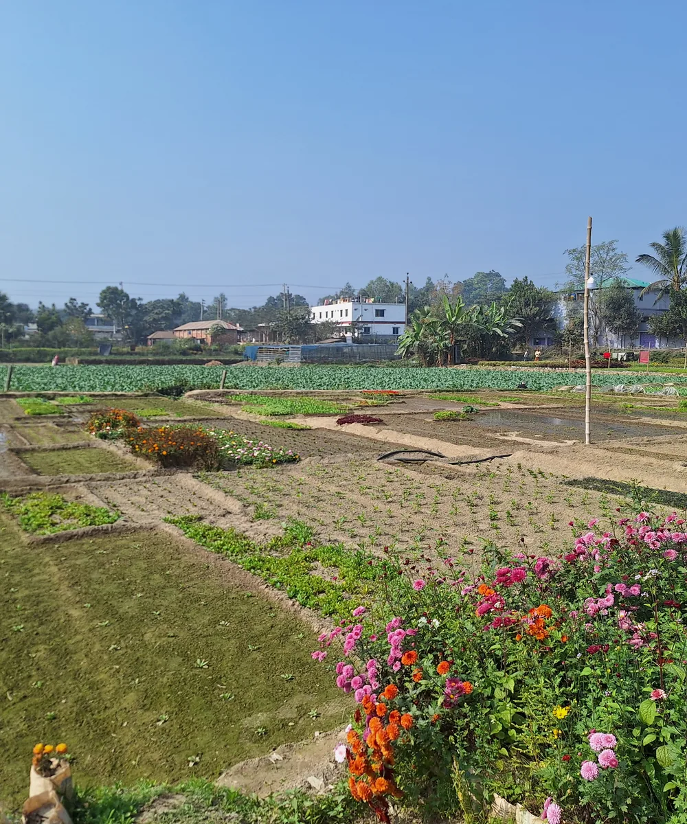Organised nursery rows under production