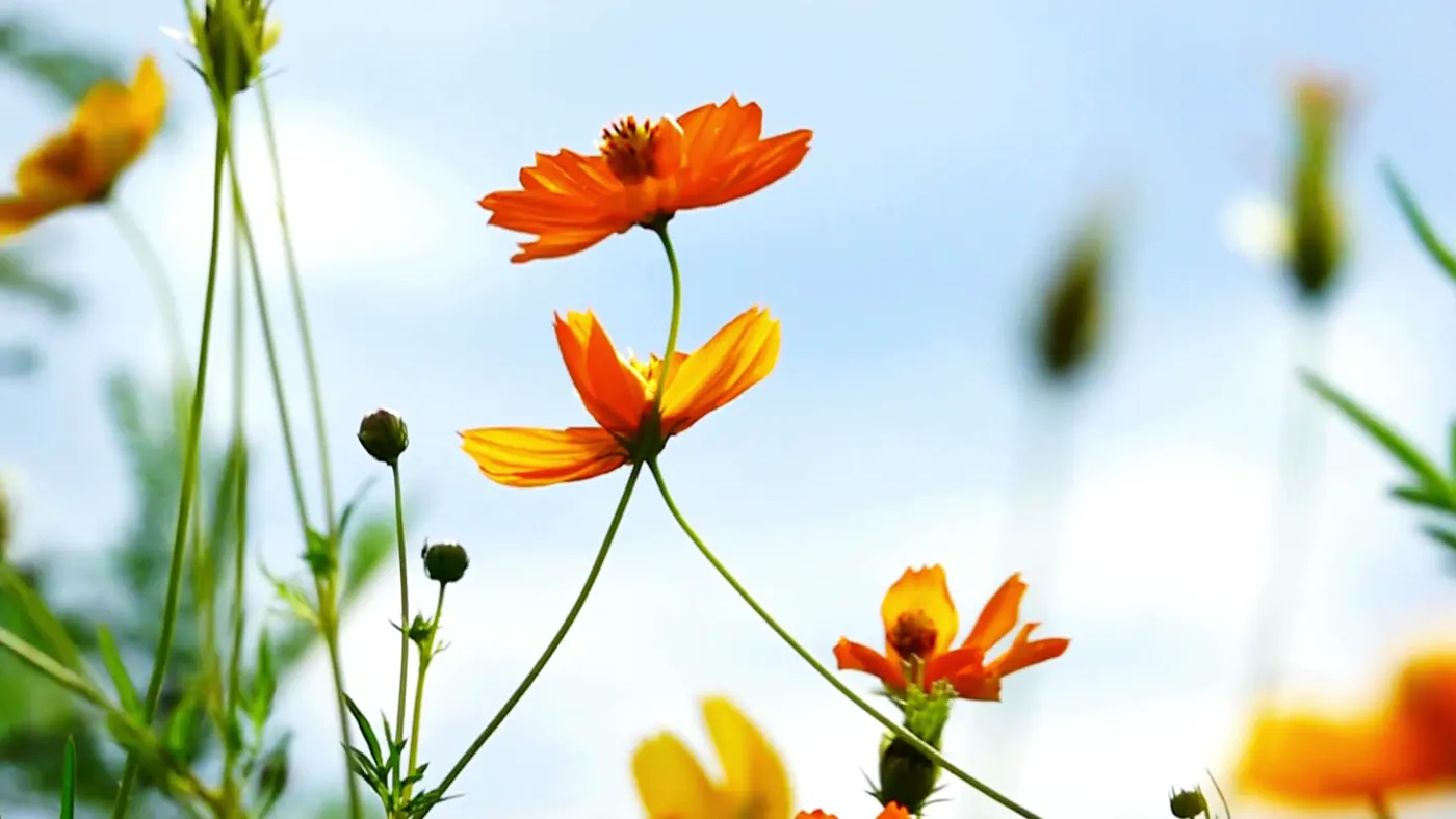 Representative flower harvesting and handling