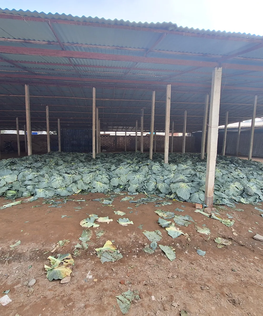 Cabbages collected under a wholesale shed