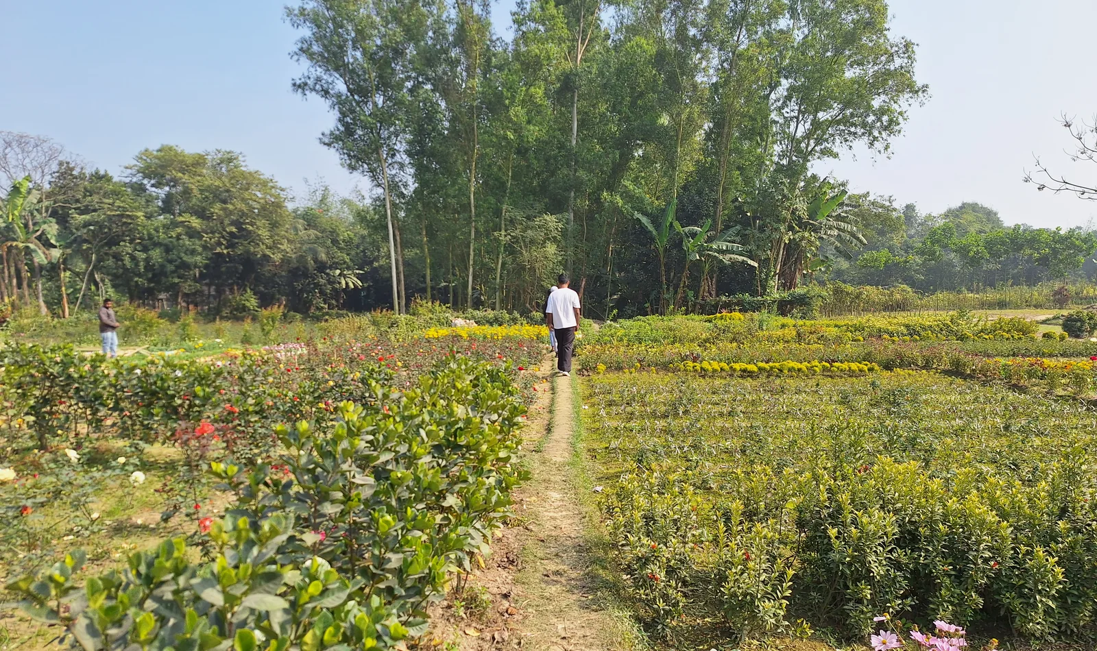 A person walking through dense nursery plots in the Shahjahanpur seedling production area