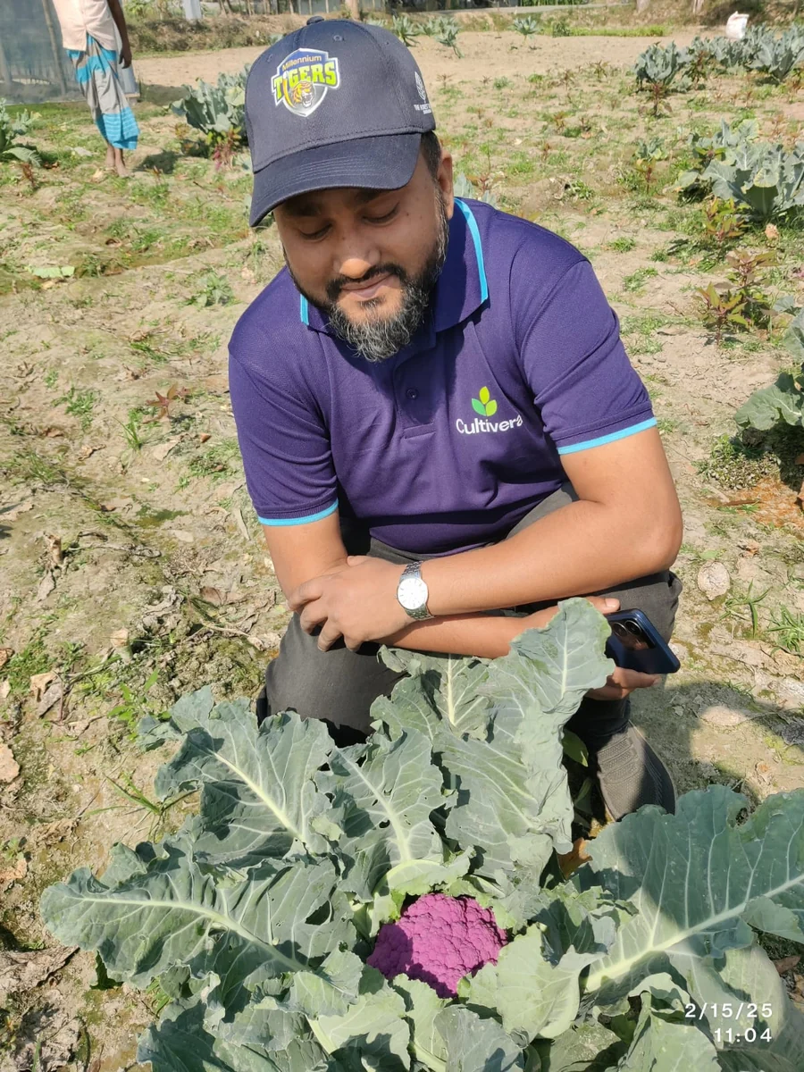 A hand inspecting purple cauliflower during a field quality check