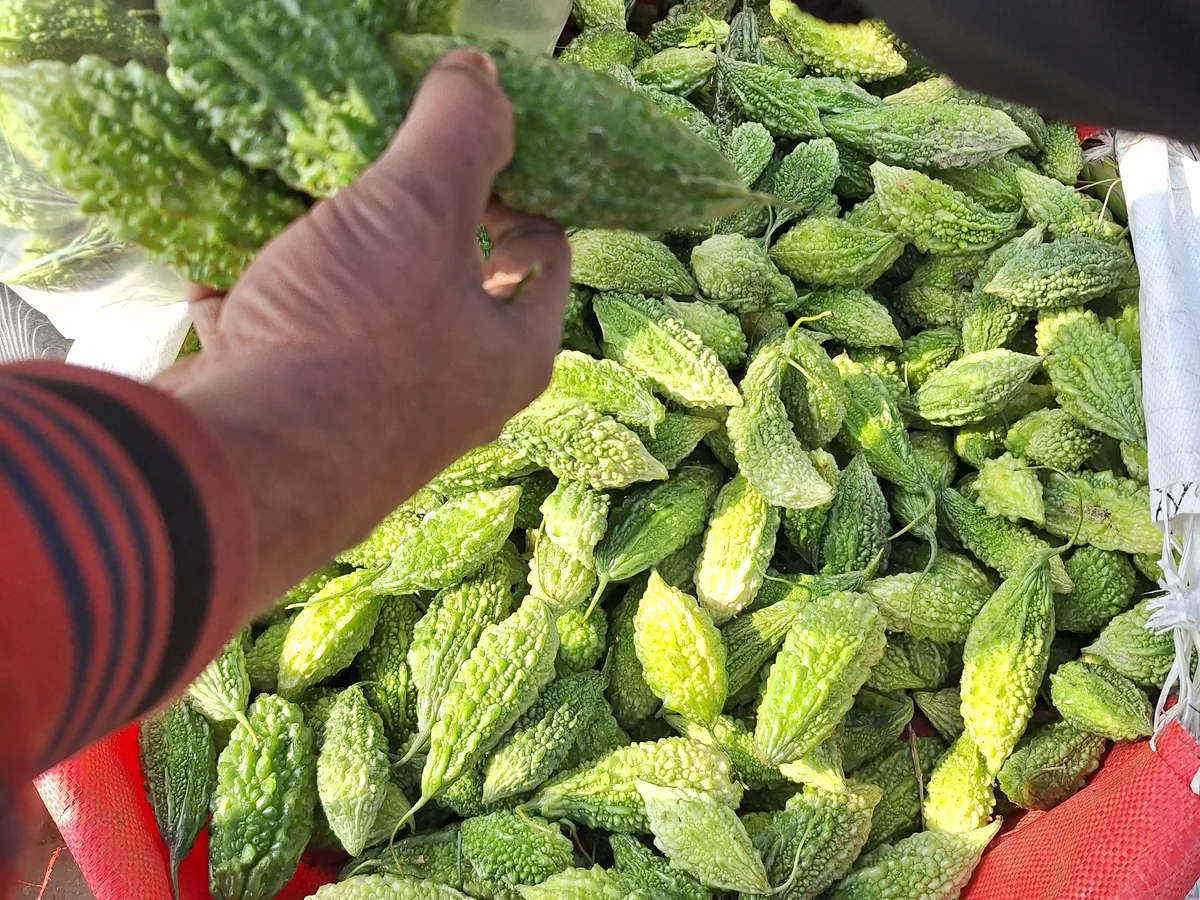 Produce quality being checked by hand
