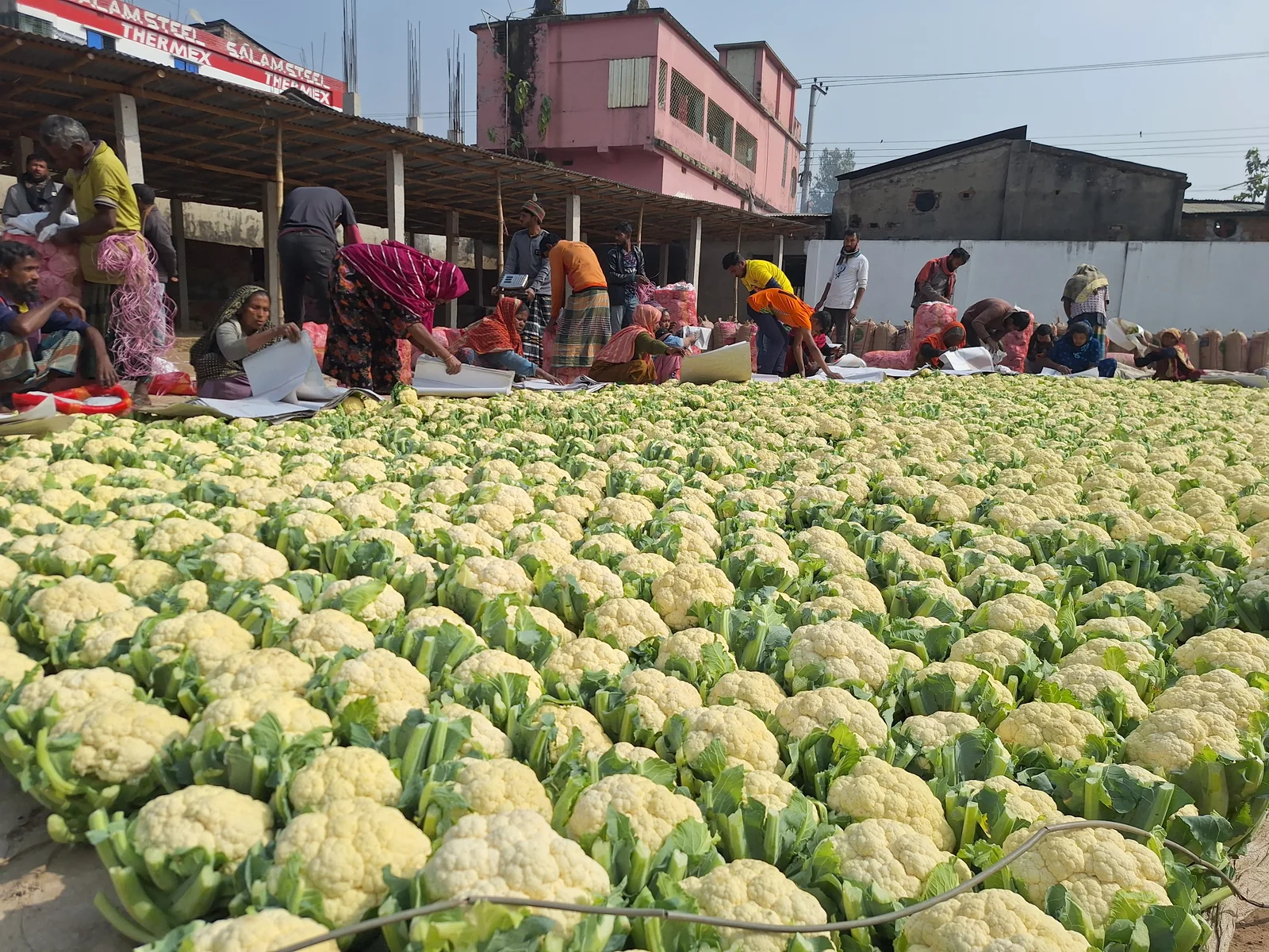 Workers sorting cauliflower at a wholesale market in Bangladesh