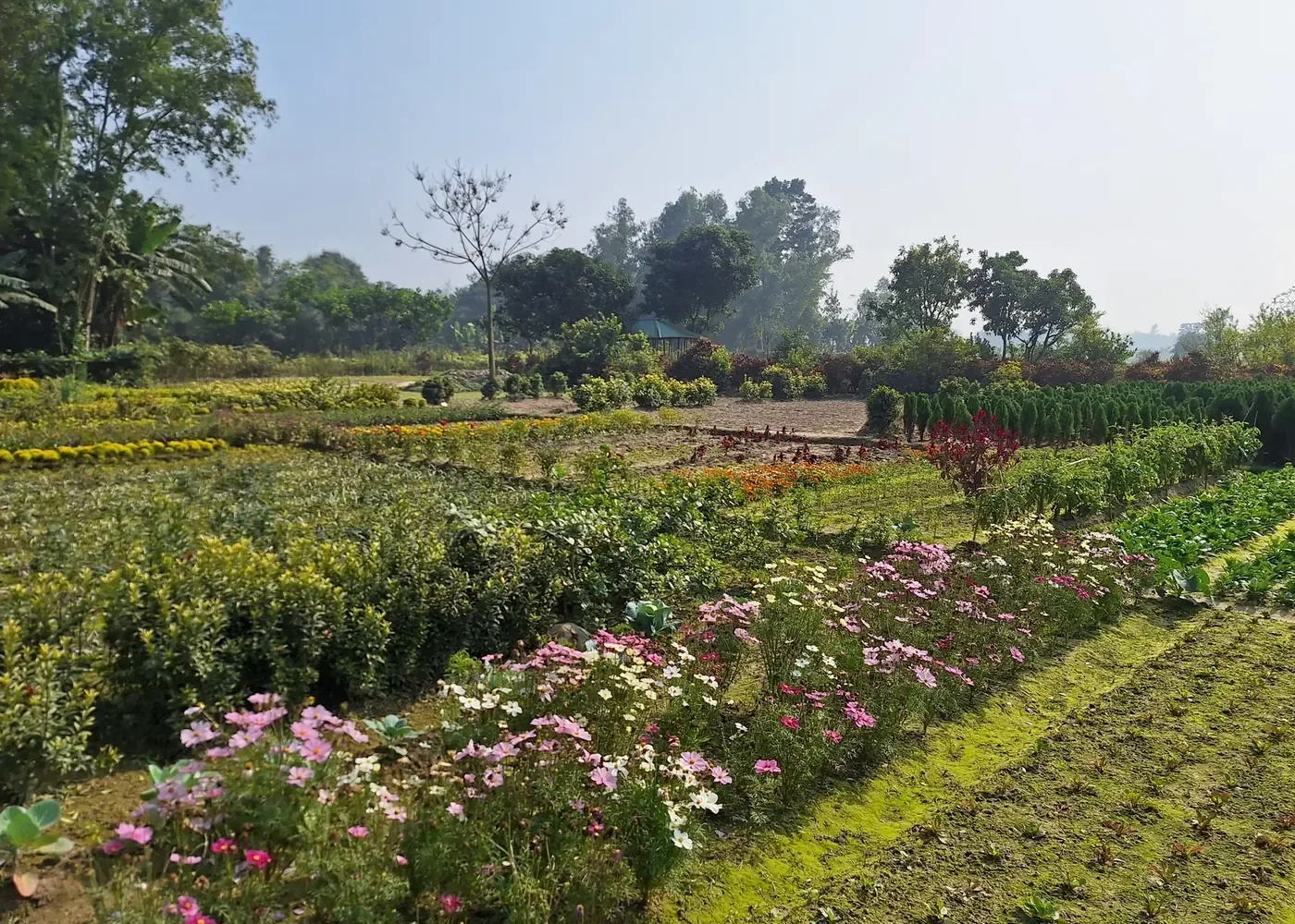Flower and nursery production plots in Bogra
