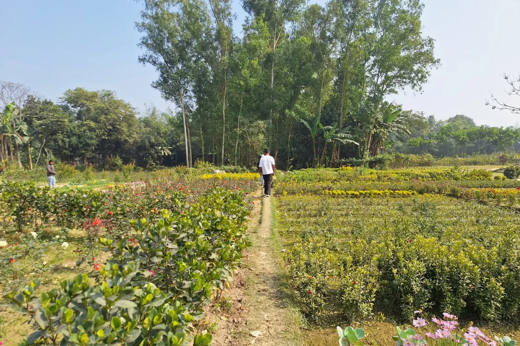 Organised floriculture nursery landscape