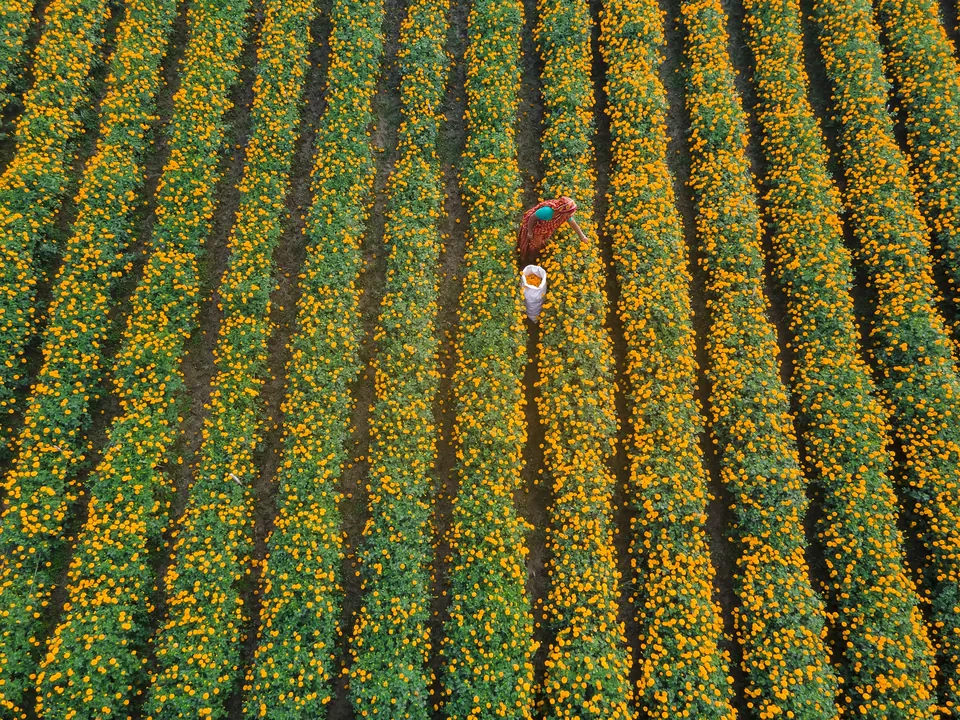 Women collecting marigold flowers in Jhikargacha, Jashore, Bangladesh