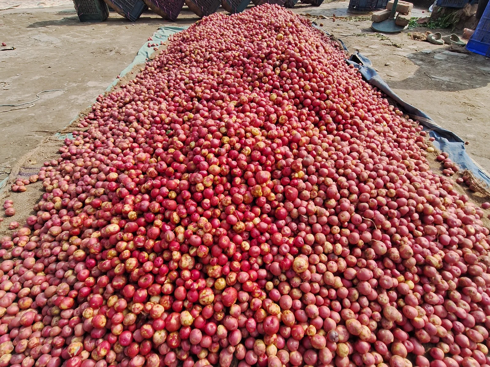 Produce aggregation used to test the Solar Cool Chain operating route